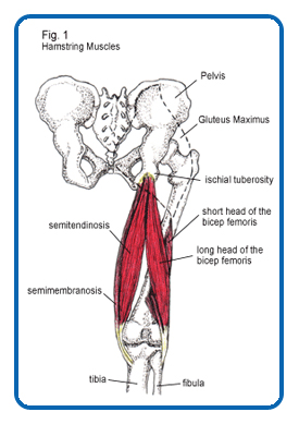 hamstring-muscles